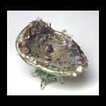 Lava's Voice 8x9x9 in.jpg